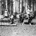 Members of the Women’s Forestry Corps in Sussex